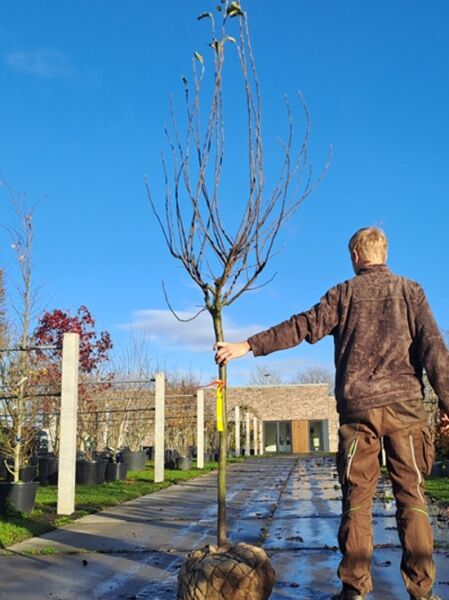 Pyrus communis 'Beurré Hardy' / Birne 'Beurré Hardy' Halbstamm 12-14 StU mit Drahtballen, laubloser Obstbaum mit Krone