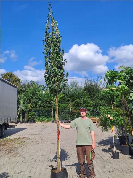 Cornus mas (Kornelkirsche) Hochstamm 10-12 StU im Container, junger Baum mit schlankem Stamm und belaubter Krone.