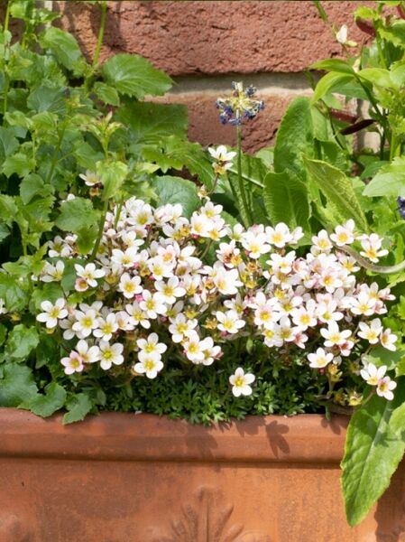 Saxifraga arendsii 'Limerock' / Moos-Steinbrech 'Limerock'
