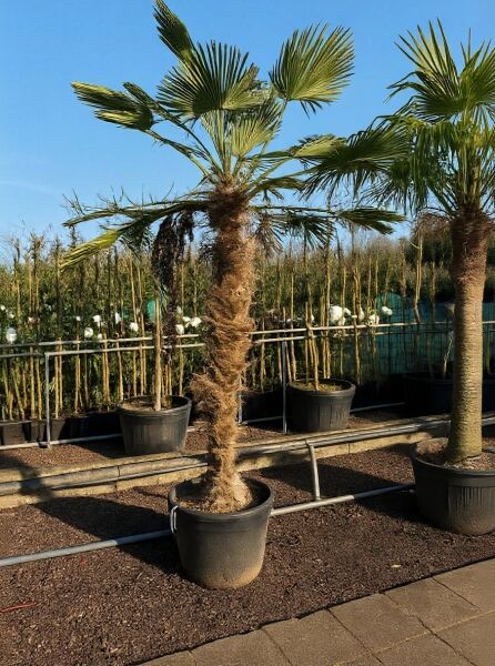Trachycarpus wagnerianus / Wagners Hanfpalme, 180 cm Stamm, im Topf, fächerförmige grüne Wedel (C200)
