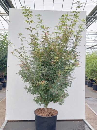 Fächer-Ahorn 'Jerre Schwartz' - Acer palmatum 'Jerre Schwartz'