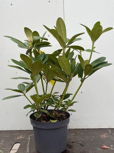 Zwergrhododendron 'Wee Bee' - Rhododendron keiskei 'Wee Bee ®'