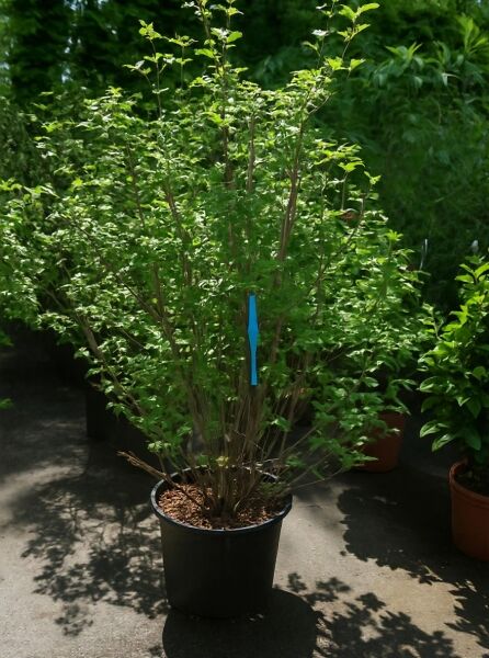 Gefüllter Schneeball 'Roseum' / Gefüllter Schneeball 'Roseum'