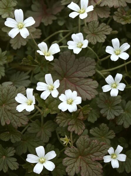 Storchschnabel 'Sanne' / Storchschnabel 'Sanne'