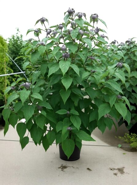 Clerodendrum trichotomum (Chinesischer Losbaum) 150-175 cm C30, buschige Pflanze im Topf mit grünen Blättern und Knospen.