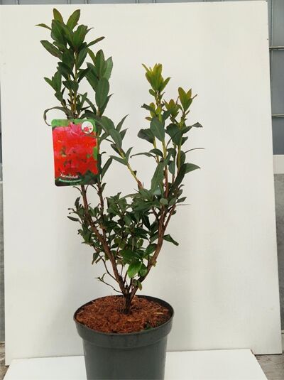 Azalea viscosa 'Karminduft' / Sommergrüne Azalee 'Karminduft' 40-50 cm C5, mehrtriebiger Strauch im Topf mit grünen Blättern