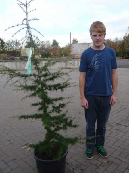 Cedrus libani, Libanon-Zeder 125-150 cm C20 im Topf, junger Nadelbaum mit lockerer, etagenförmiger Krone und grünem Nadelwerk.