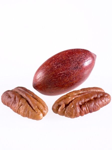 Pekannuss / Carya illinoinensis