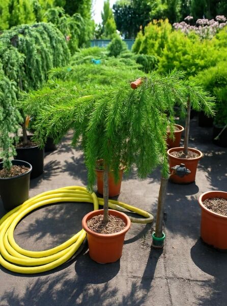 Cedrus deodara 'Feelin Blue' (Himalaja-Zeder) als Hochstamm, 60 cm Stamm, im C20-Topf mit überhängenden Zweigen und Nadeln