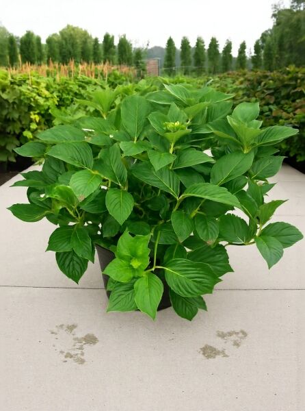 Bauern-Hortensie Hydrangea macrophylla „Ayesha“ im Topf, kräftig grüne Blätter, erste Knospen; 40–60 cm, Container C10.