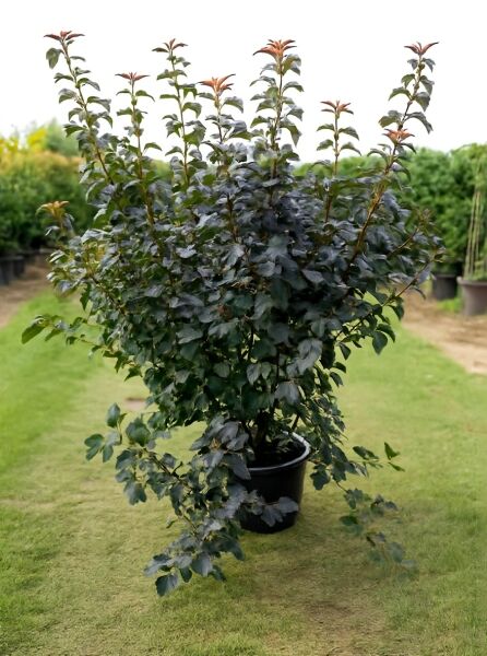 Physocarpus opulifolius 'Diabolo ®' / Dunkelrote Blasenspiere 'Diabolo ®', 150-175 cm C20, Strauch im Container mit dunkelrotem Laub