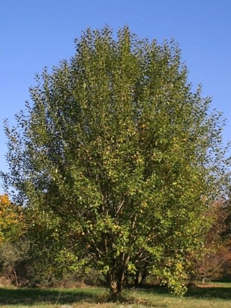 Salweide/ Palmweide / Salix caprea