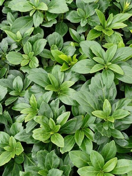 Dickmännchen 'Green Carpet' / Schattengrün 'Green Carpet' / Pachysandra terminalis 'Green Carpet'
