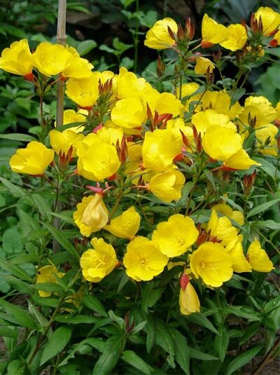 Nachtkerze 'Sonnenwende' / Oenothera tetragona 'Sonnenwende'