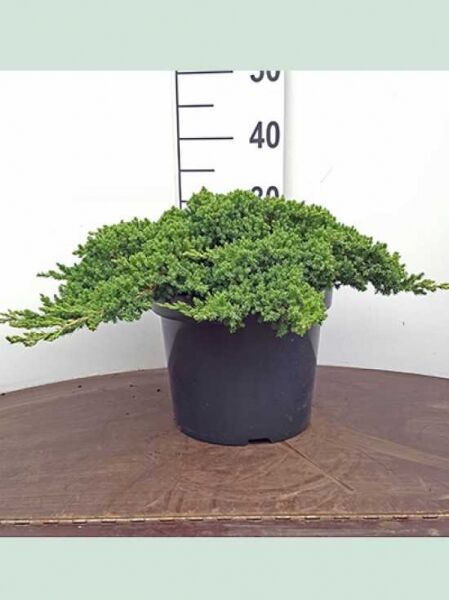 Juniperus procumbens 'Nana' / Japanischer Kriech-Wacholder, flach wachsender, grüner Nadelstrauch im Topf, 40–50 cm breit, C7