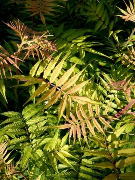 Sorbaria sorbifolia 'Sem ®' / Sibirische Fiederspiere 'Sem'