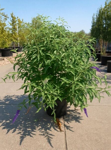 Sommerflieder Buddleja davidii 'Reve de Papillon Blue'®, 125-150 cm, C15, im Topf, grünes Laub mit violetten Blütenrispen