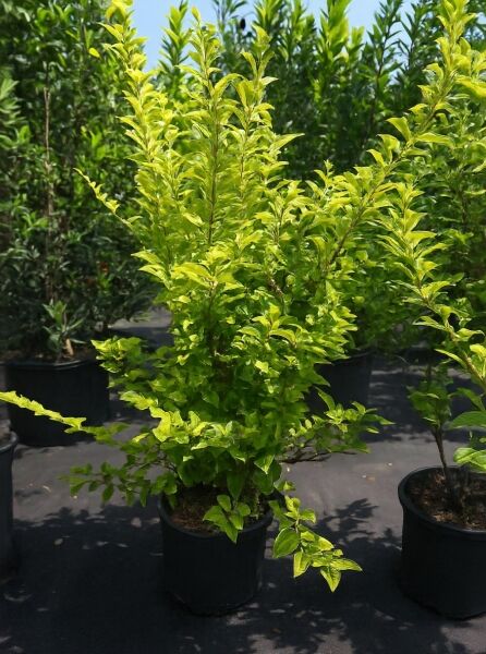 Ligustrum ovalifolium 'Aureum' / Gold-Liguster 80-100 cm C10, Strauch im Topf mit gelbgrünem Laub und aufrechtem Wuchs