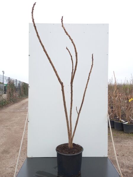 Rhus typhina 'Dissecta' Farnwedel-Sumach, mehrstämmig im Topf, 150-175 cm, C20