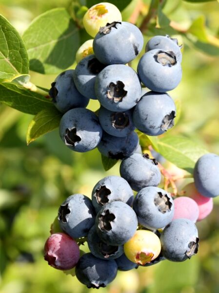Heidelbeere &#039;Hortblue Petite&#039; ® / Vaccinium corymbosum &#039;Hortblue Petite&#039; ®