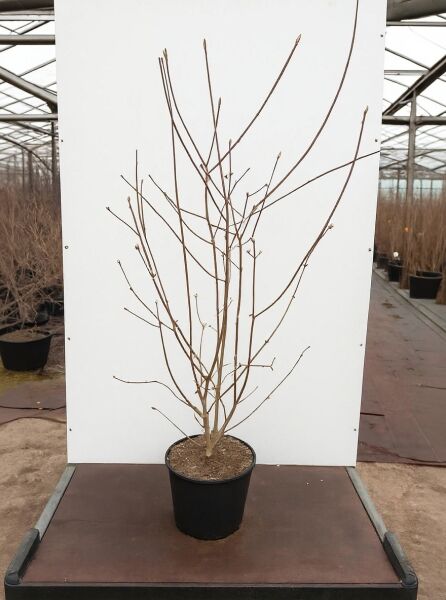 Viburnum carlesii 'Juddii' / Koreanischer Duft-Schneeball 'Juddii', mehrtriebiger Strauch im Container C20, 125-150 cm