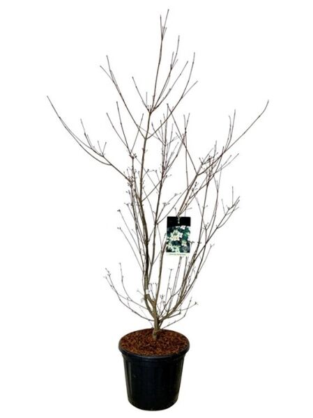 Chinesischer Blumen-Hartriegel 'Wieting's Select' / Cornus kousa var. chinensis 'Wieting's Select'