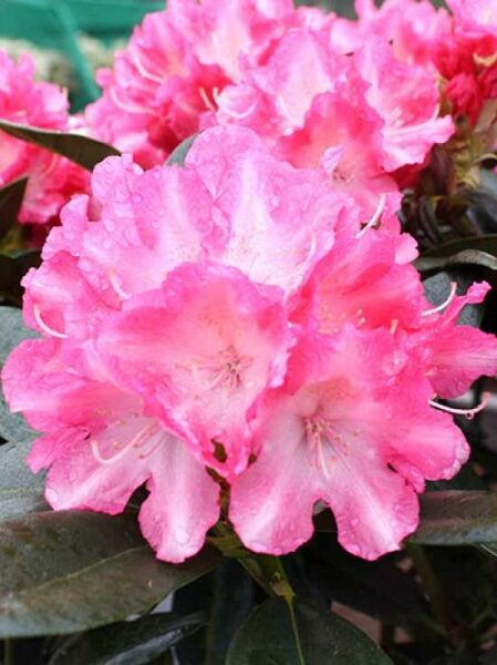 Rhododendron 'Glanzblatt' / Rhododendron 'Glanzblatt'