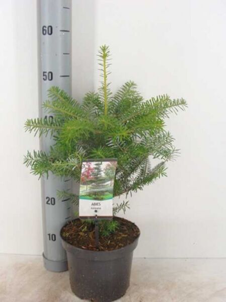 Abies koreana / Korea-Tanne