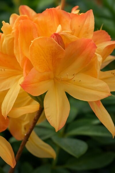 Laubabwerfende Azalea 'Lemonora' / Laubabwerfende Azalea 'Lemonora'