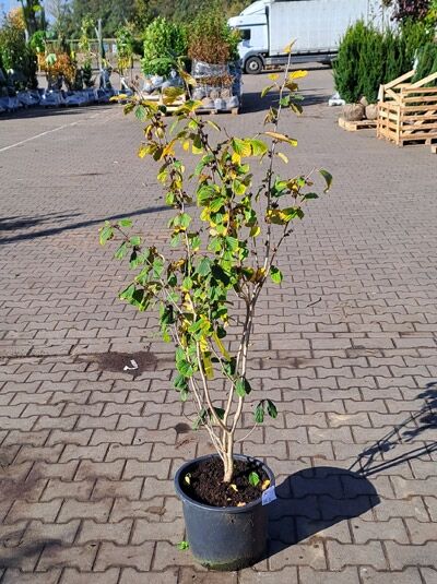 Zaubernuss Hamamelis intermedia 'Barmstedt Gold', mehrtriebiger Strauch im Topf, 100-125 cm, C20.