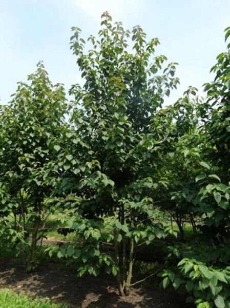 Mehrstämmiger Taschentuchbaum (Davidia involucrata) 300–350 cm, im Feld kultiviert, mit dichtem grünen Laub.