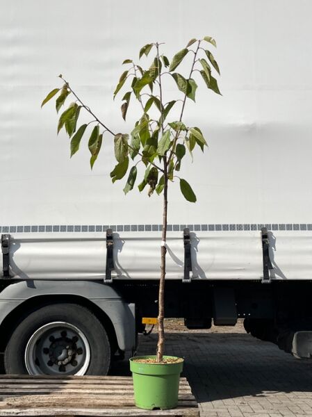 Prunus cerasus 'Morellenfeuer' / Sauerkirsche 'Morellenfeuer' Halbstamm C7 im Topf mit Stamm und belaubter Krone