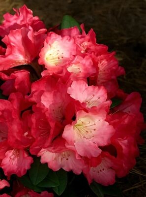 Mehrfarbig / bunt blhende Rhododendron und Azaleen gnstig kaufen