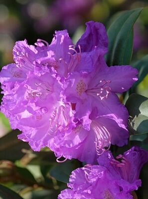 Violett / lila blhende Rhododendron und Azaleen gnstig kaufen