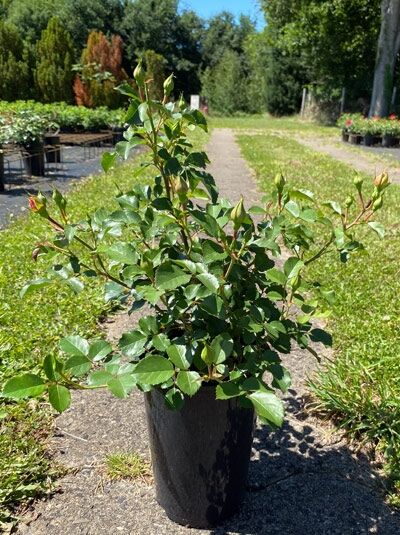 Bodendeckerrose Rosa 'Jazz' C5 im Topf, grünes Laub und mehrere Knospen an aufrechten Trieben