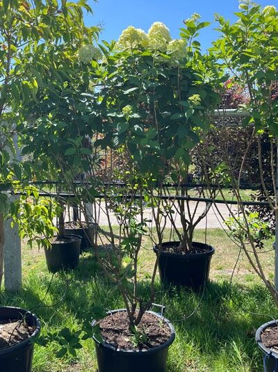 Limonenfarbene Rispen-Hortensie 'Schirmform' - Hydrangea paniculata 'Limelight ®' (876202)