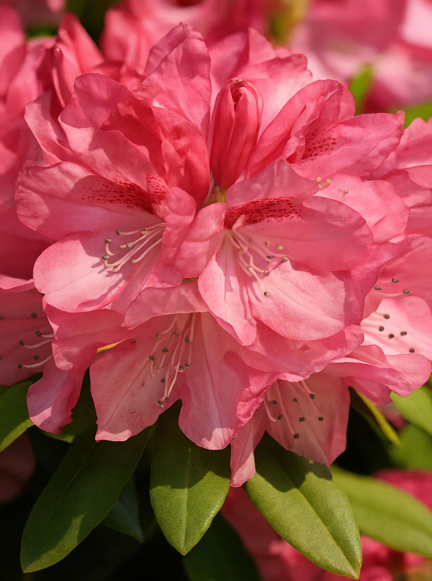 Rhododendron 'Sneezy' / Rhododendron yakushimanum 'Sneezy' kaufen