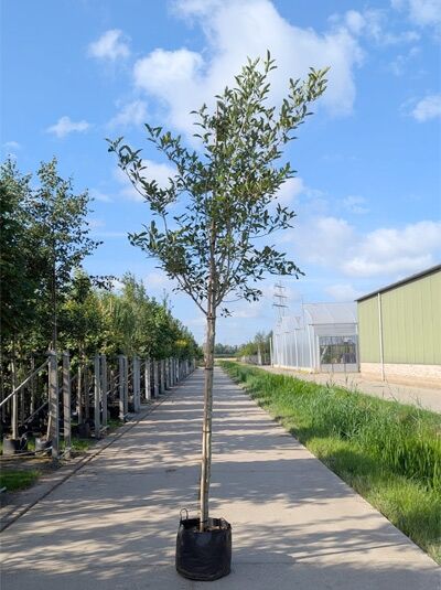Crataegus lavallei 'Carrierei' (Weißdorn/Apfeldorn) Hochstamm 12-14 StU im Container, gerader Stamm mit lockerer Krone.