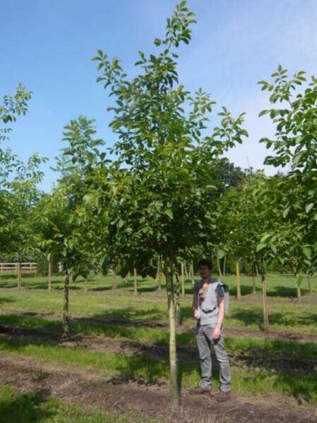 Juglans regia (Gemeine Walnuss, Edelnuss) Hochstamm 20-25 StU mit Drahtballen, junger Baum mit grünem Laub.