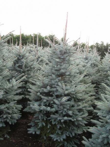 Picea pungens 'Fat Albert' / Blaue Stech-Fichte 'Fat Albert', 200–250 cm mit Drahtballen, blaugraue Nadeln, dicht verzweigt.