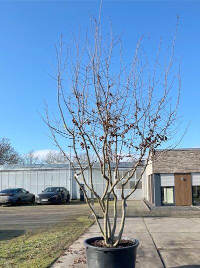 Eisenholzbaum / Parrotie 250-300 cm Schrimform (876027) / Parrotia persica