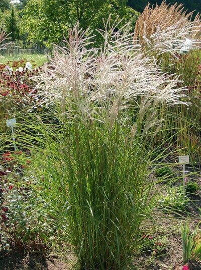 Chinaschilf 'Graziella' / Chinaschilf 'Graziella'