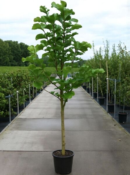 Magnolia 'Galaxy' / Großblumige Magnolie 'Galaxy' als Hochstamm ca. 100 cm, im Topf (C20) mit grünen Blättern.