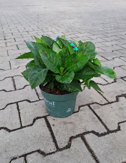 Hydrangea macrophylla 'Magical Revelotion'® rosa / Bauern-Hortensie 'Magical Revelotion'® rosa C2 im Topf mit grünem Laub