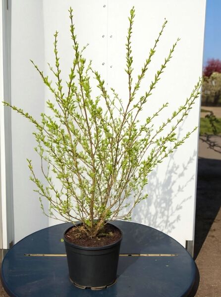 Salix integra 'Hakuro-nishiki' / Harlekinweide, mehrtriebiger Strauch im Container C20, Höhe 150–175 cm, mit frischem Austrieb.