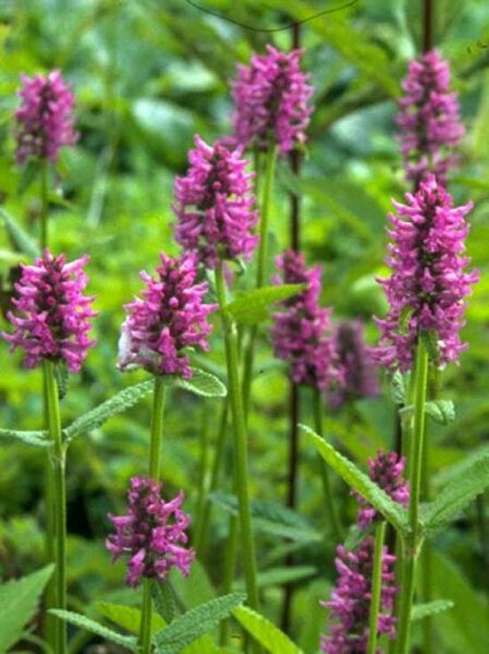 Heil-Ziest / Stachys officinalis