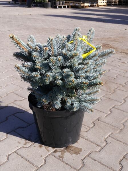 Picea pungens 'Procumbens' / Zwerg Blau-Fichte 'Procumbens' 30-40 cm C5, buschige Pflanze im Topf mit blauen Nadeln.