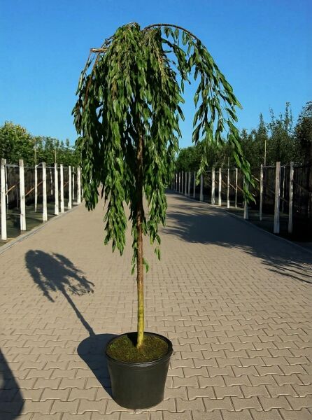 Prunus subhirtella 'Pendula', Japanische Hänge-Zierkirsche/Winterkirsche Hochstamm 12-14 StU im Container, überhängender Wuchs