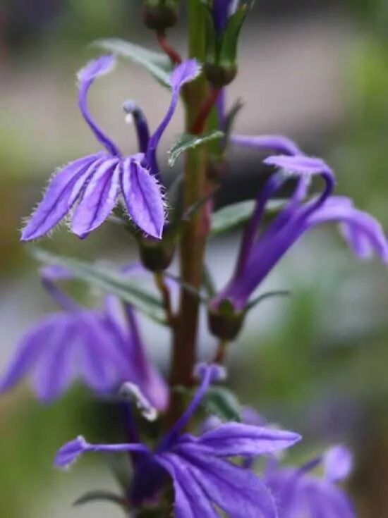 Stauden-Lobelie / Lobelia sessilifolia