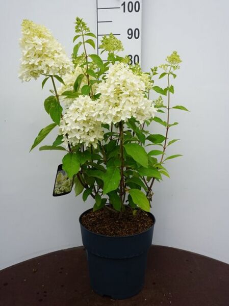 Rispen-Hortensie 'Skyfall' (Hydrangea paniculata 'Skyfall') 60-80 cm C5 im Topf, mit weißen Rispenblüten und grünem Laub